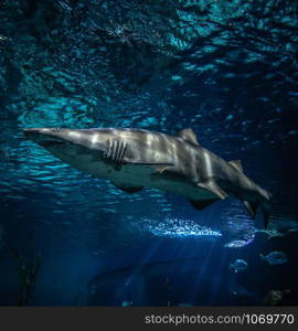 Sand tiger shark swimming marine life in the ocean / ragged tooth shark picture sea underwater