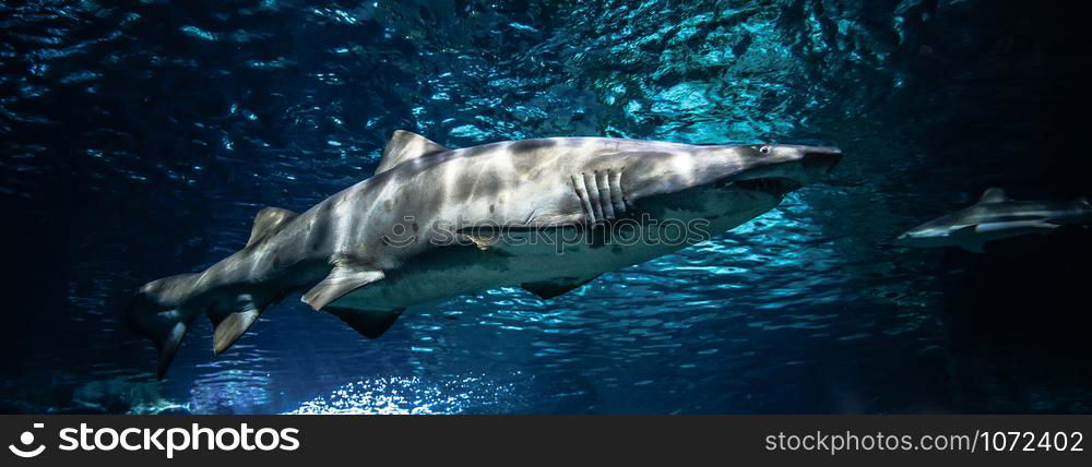 Sand tiger shark swimming marine life in the ocean / ragged tooth shark picture sea underwater