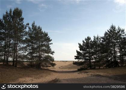 sand trees and beach in holland
