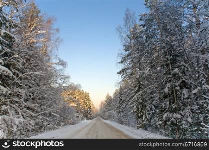 sanded winter road in snow fir forest