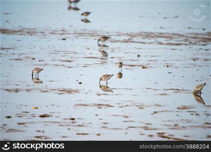 Sanderlings feeding on (Norfolk UK) shoreline