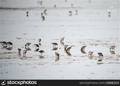 Sanderlings feeding on (Norfolk UK) shoreline