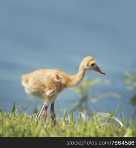 Sandhill Crane Chick in the grass near Florida lake