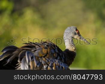 Sandhill crane displays rustic brown and gray hues of its ruffled feathers. Location is Homer, Alaska. Copy space available around bird. &#xA;