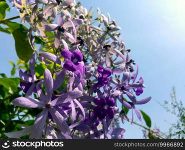 Sandpaper vine, Queens Wreath, Purple Wreath flower blooming in my garden photo.