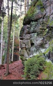 Sandstone rocks and coniferous trees, Bohemian Paradise (Cesky Raj), Czech Republic