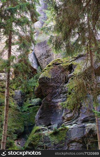 Sandstone rocks and coniferous trees, Bohemian Paradise (Cesky Raj), Czech Republic