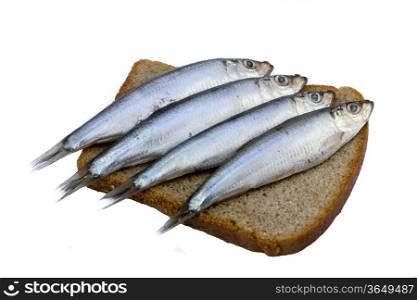 sandwich with fish sprat on white background