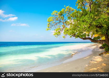 Sandy beach in the Maldives on a sunny day