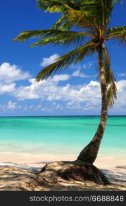 Sandy beach of a tropical island with palm tree