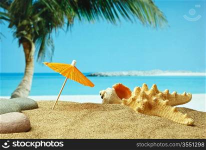 sandy beach on the tropical coast