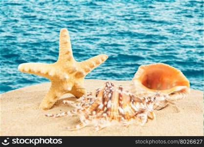sandy beach. Starfish on the Beach. Summer Time