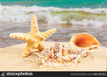 sandy beach. Starfish on the Beach. Summer Time