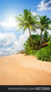 Sandy beach with big green palm trees