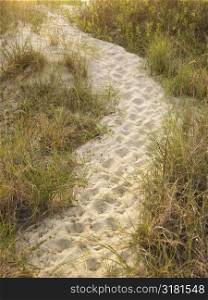 Sandy footpath leading to beach through grass.