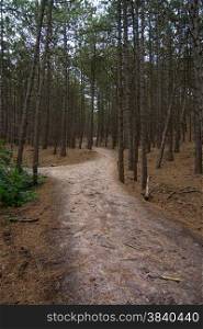 sandy path through forest in the fall