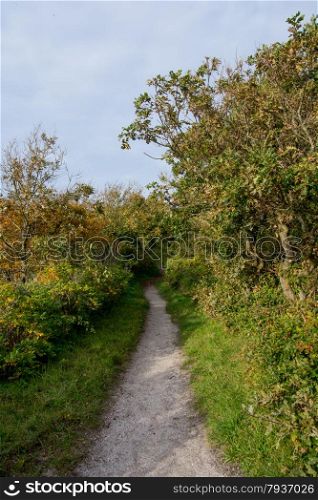 sandy path through forest in the fall