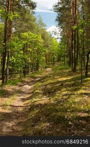 Sandy road curving among pines and oaks in the forest. Beautiful, sunny summer day in Poland. Vertical view.