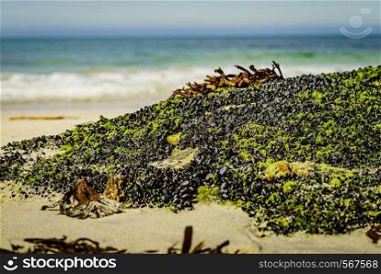 Sandy sea shore with shells covering stone rocks. Andoya island Bleiksstranda beach. Vesteralen archipelago, Norway.. Sandy beach with shells covering stone rocks