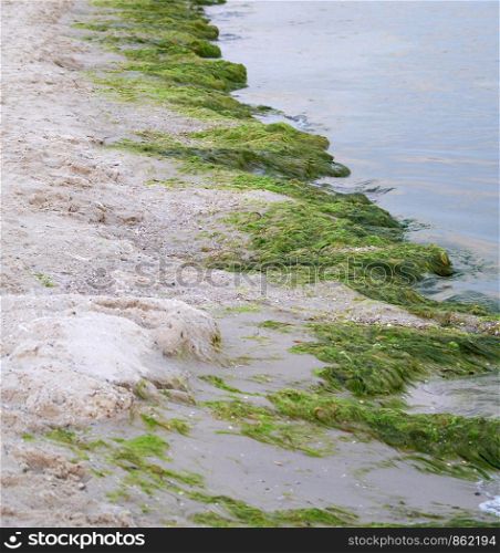 sandy seashore with green algae after a storm, the village of Zalizny Port Ukraine