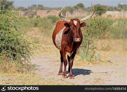 Sanga bull - indigenous cattle breed of northern Namibia, southern Africa
