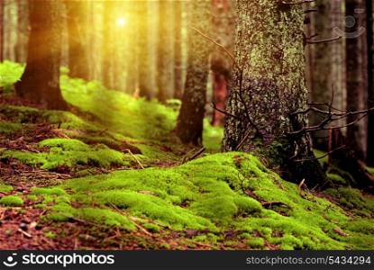 Sanset in green forest with row of sunrays