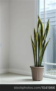 Sansevieria or snake plant at home