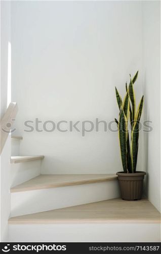 Sansevieria or snake plant at staircase in home