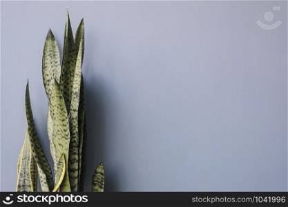 Sansevieria or snake plant with copy space