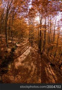 Sao Lourenco Beech Tree Forest, pathway leaves fall in ground landscape on autumnal background in November, Manteigas, Portugal.