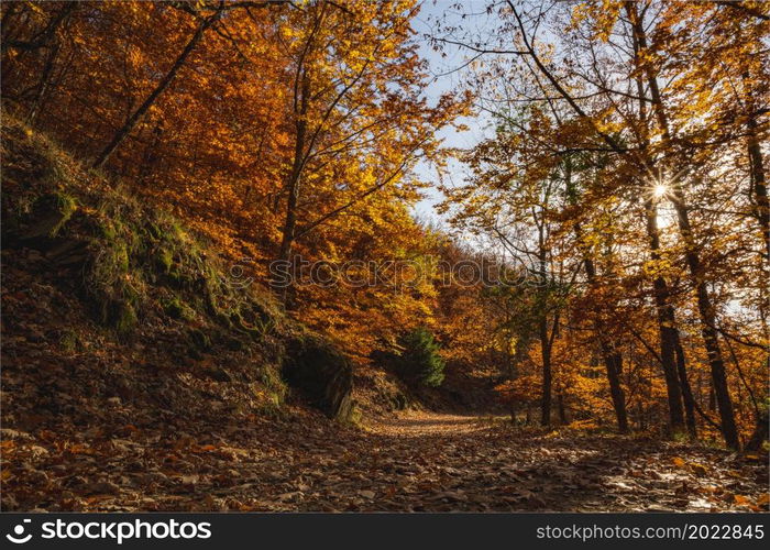 Sao Lourenco Beech Tree Forest, pathway leaves fall in ground landscape on autumnal background in November, Manteigas, Portugal.