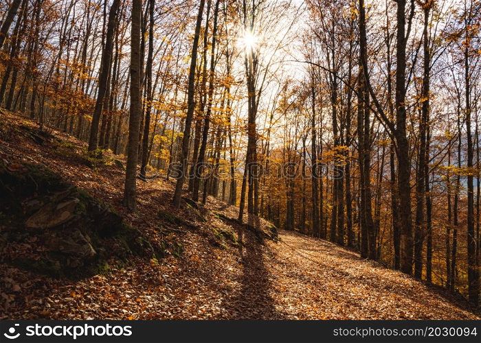 Sao Lourenco Beech Tree Forest, pathway leaves fall in ground landscape on autumnal background in November, Manteigas, Portugal.