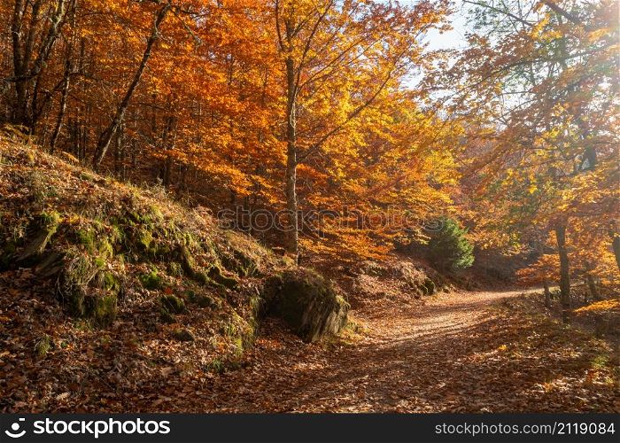Sao Lourenco Beech Tree Forest, pathway leaves fall in ground landscape on autumnal background in November, Manteigas, Serra da Estrela, Portugal.
