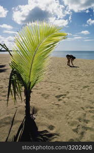 Sapling of palm tree grown on a sandy beach, Puerto Rico