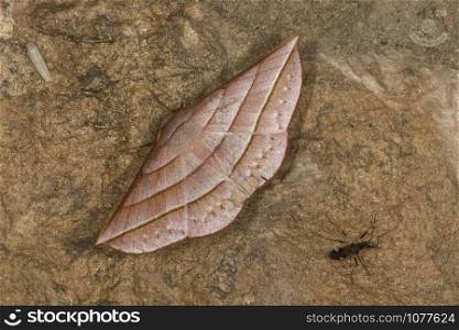 Sarcinodes aequilinearia, genus of moths in the family Geometrida, India