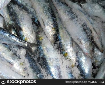 Sardines in salt a very healthy diet
