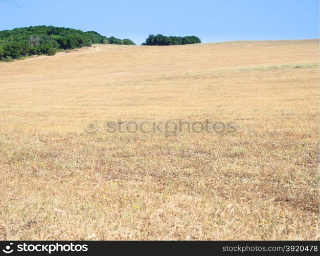 sardinia country wild. Yellow sardinian country in the summer.