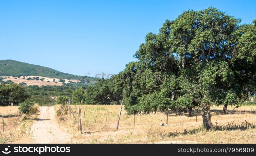 sardinia country wild. Yellow sardinian country in the summer.