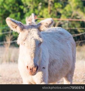 Sardinian donkey albino. One specimen of Sardinian donkey albino