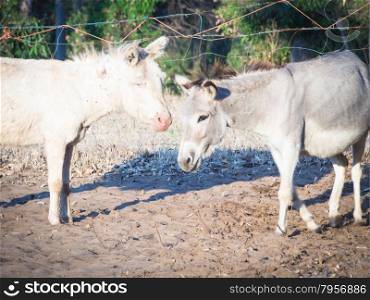 Sardinian donkey albino. Two specimens of Sardinian donkey of one albino