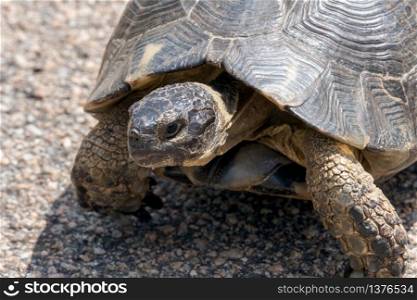 Sardinian Marginated Tortoise (Testudo marginata)