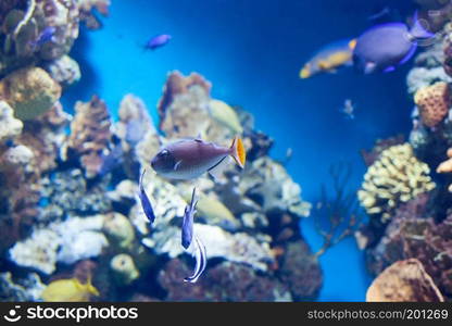 Sargassum Triggerfish swimming on coral reef in aquarium. Sargassum Triggerfish swimming