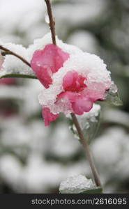 Sasanqua and Snow