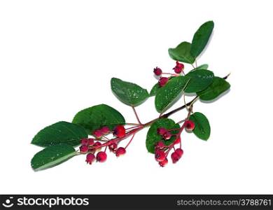 Saskatoon branch with berries and leaves isolated