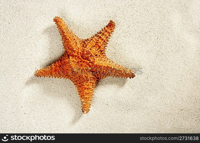 Satarfish on white sand beach like summer vacation background