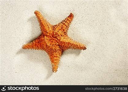 Satarfish on white sand beach like summer vacation background