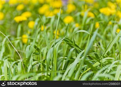 Saturate green grass texture and yelow dandelions backgrounds