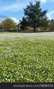 Saumur town spring view with blossoming lawn (France).