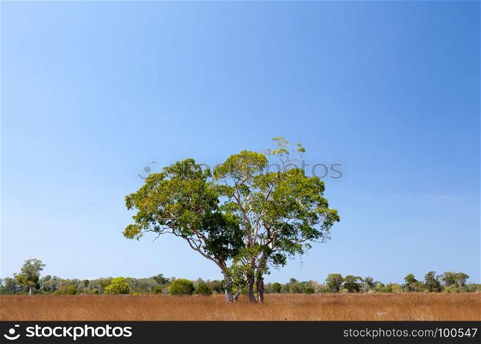 Savanna meadow and melaleuca tree in Prathong island, Phang Nga, Thailand.