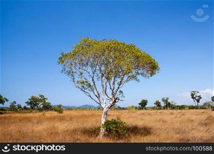Savanna meadow and melaleuca tree in Prathong island, Phang Nga, Thailand.